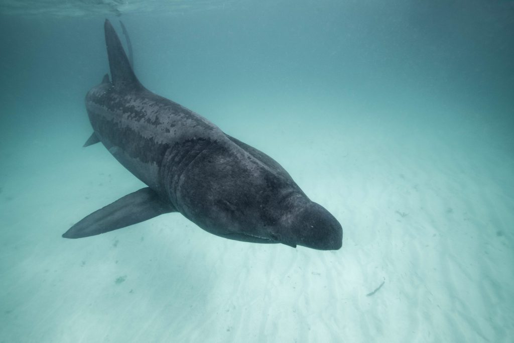 Basking shark, Scotland. (c) Ocean Exposure