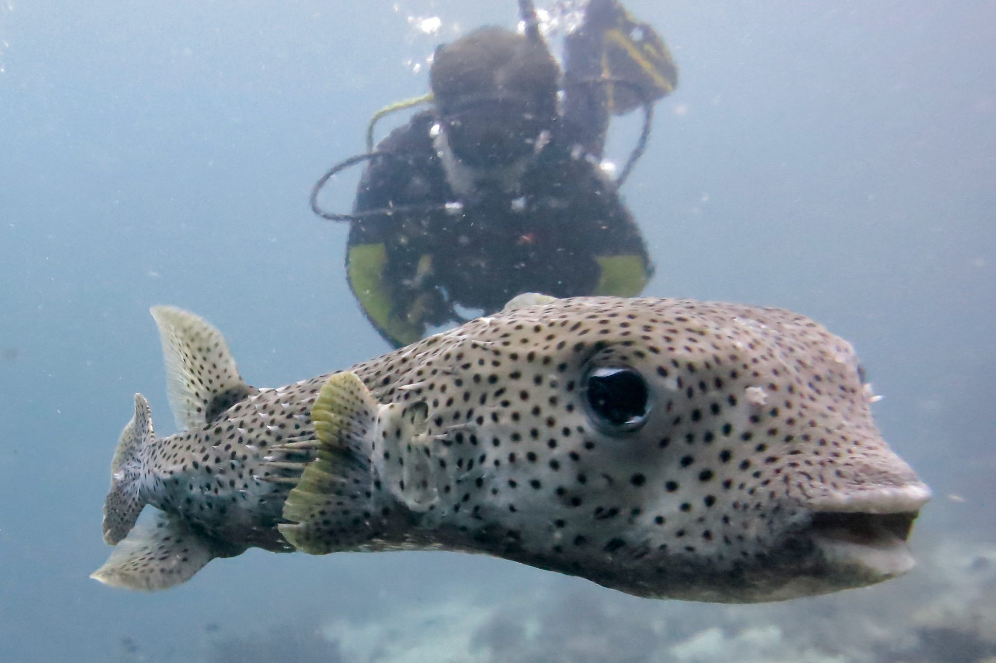 porcupine - divers - Langkawi - Malaysia