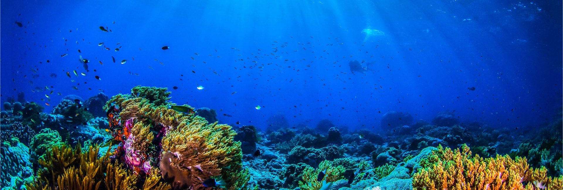 PADI & PADI AWARE Foundation Making Sustainable Choices For The Ocean