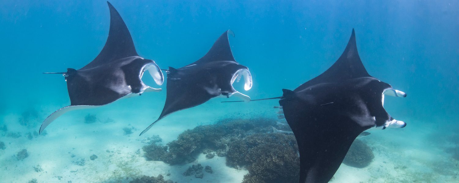 Solidaridad y Unidad: Nuestras Mayores Fortalezas para Salvar el Océano