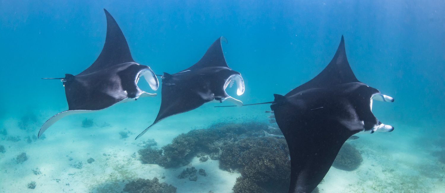 Solidaridad y Unidad: Nuestras Mayores Fortalezas para Salvar el Océano