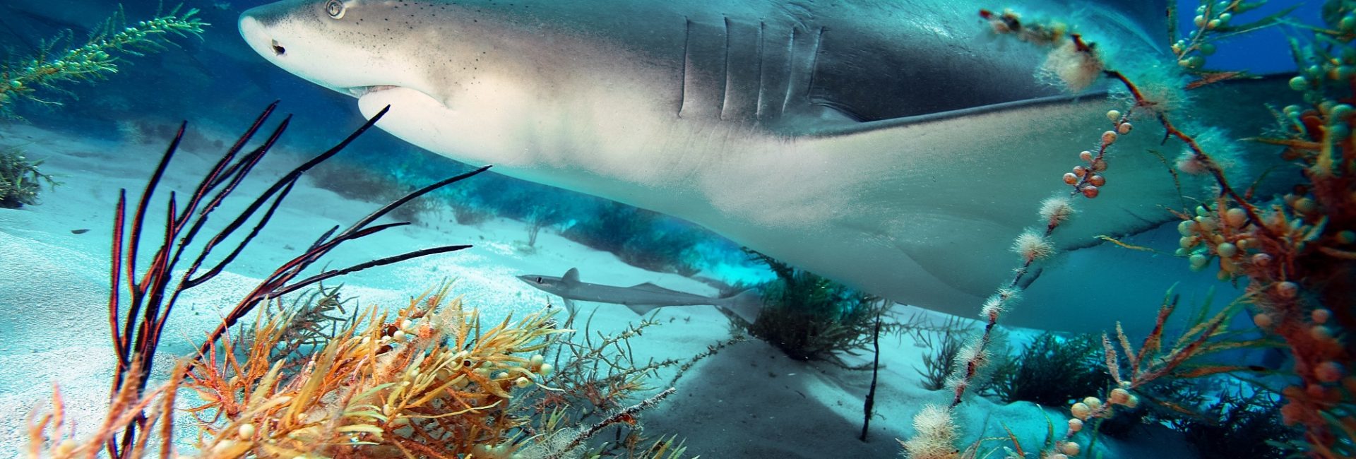 8 fantastiques opportunités pour protéger les requins en 2020 et au-delà