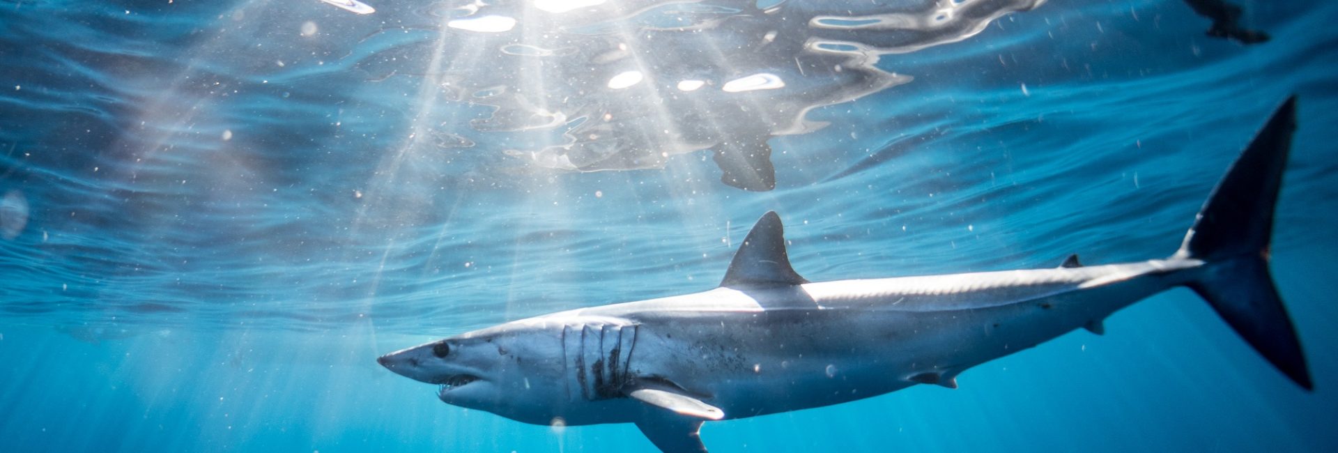 Sharks Under Threat… And This Time It’s Not Thanks To Shark Fin Soup