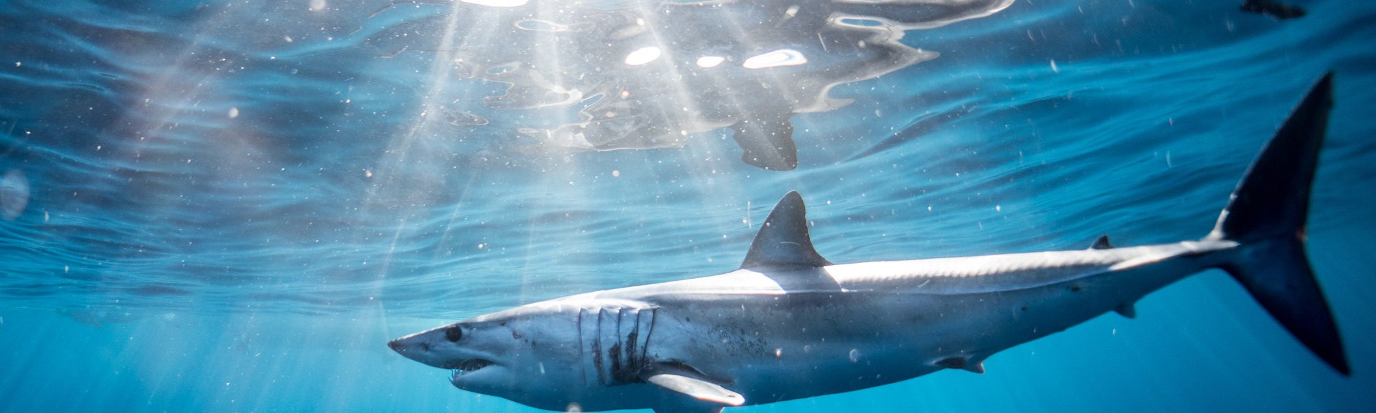 Sharks Under Threat… And This Time It’s Not Thanks To Shark Fin Soup