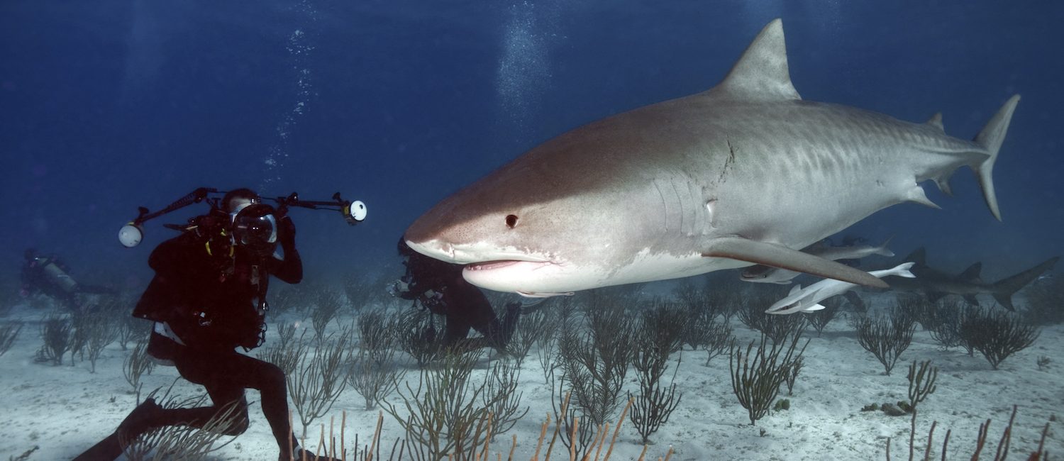 Tiburones: miedo y fascinación instintivos
