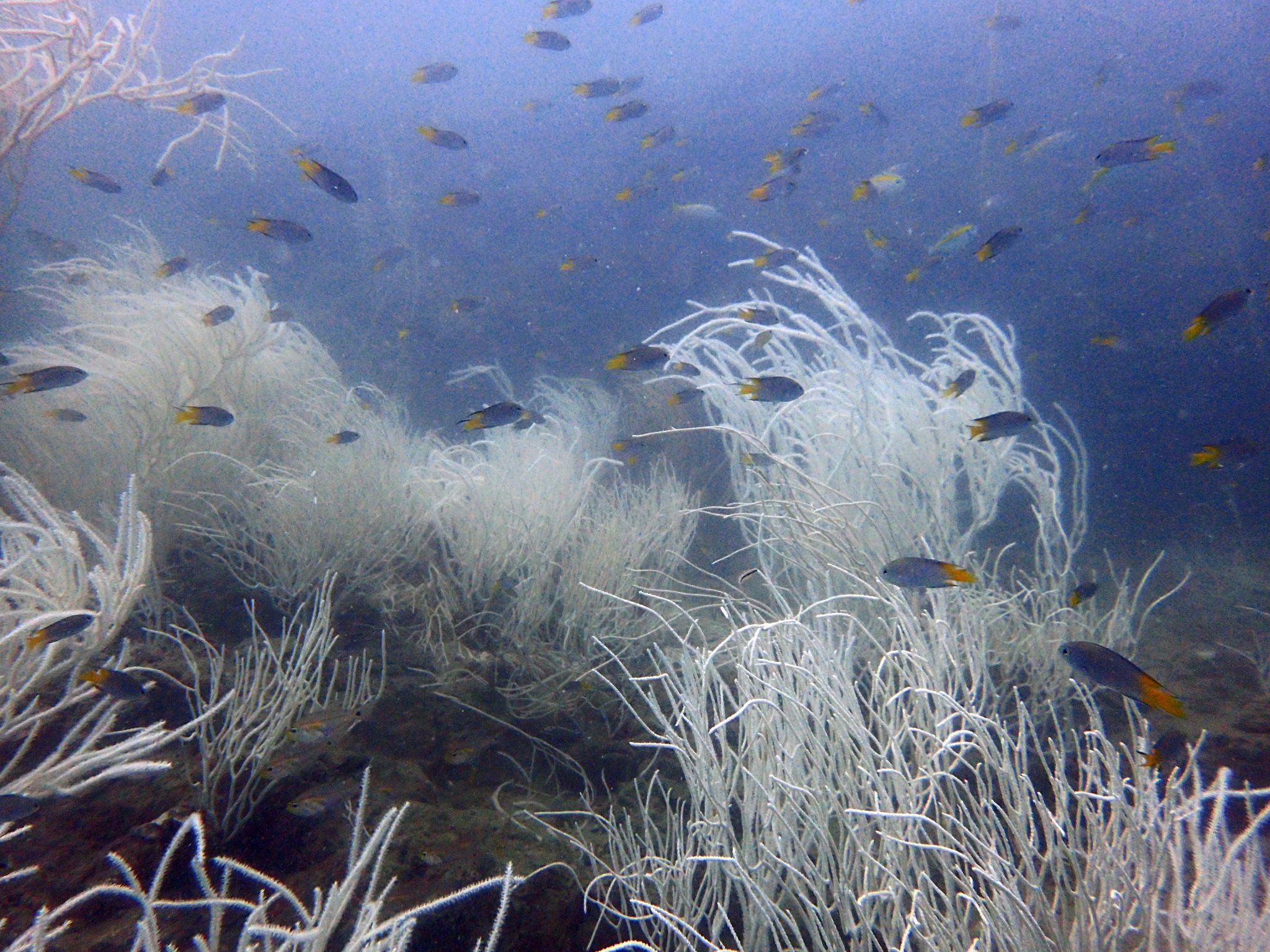 White coral corner - Malaysia - Langkawi