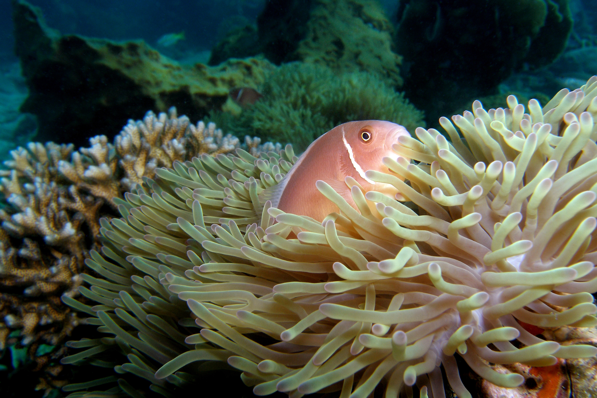 Fish coming out from anemone to observe