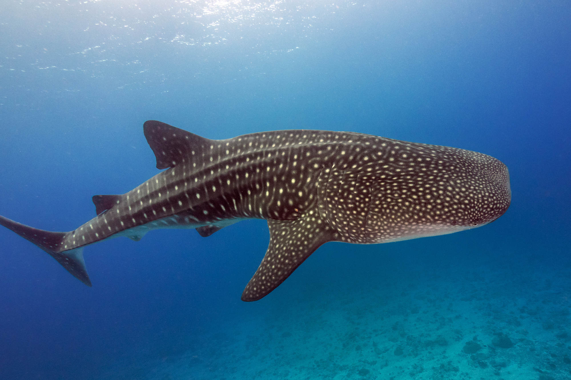 Whale shark swimming by