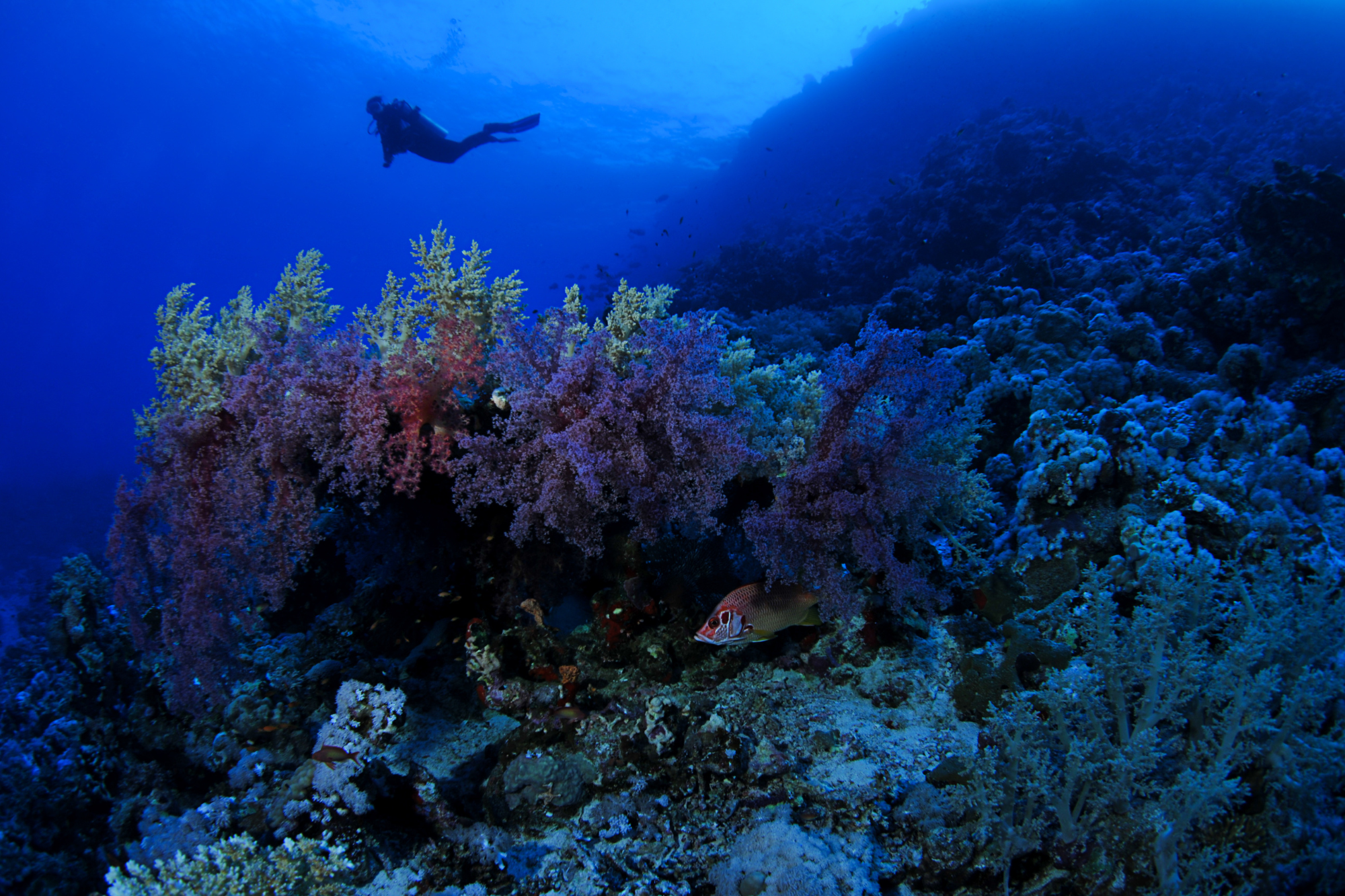 Scuba diver exploring the underwater world, passing by a reef