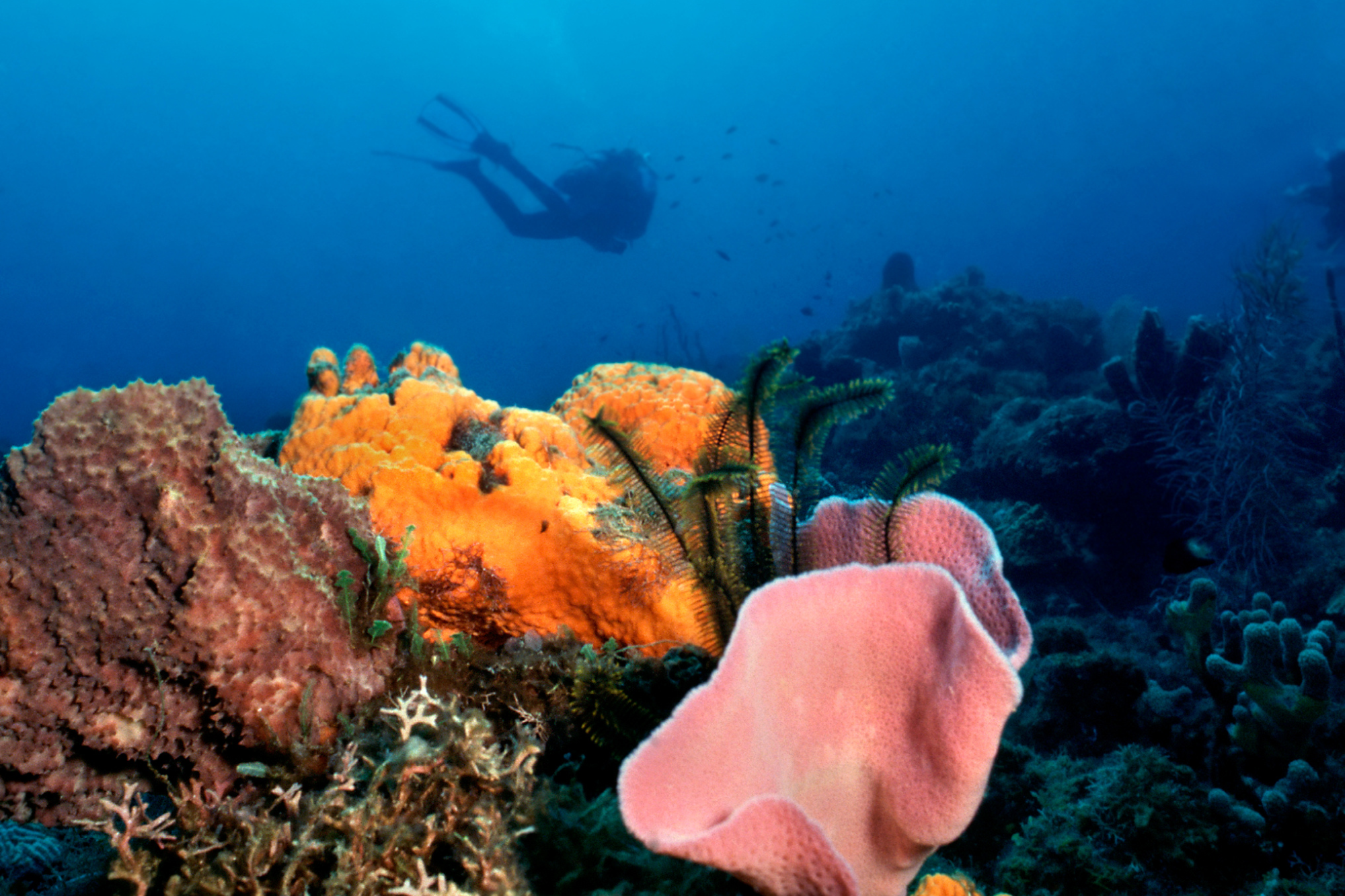 Close up of the reef with a scuba diver in the background