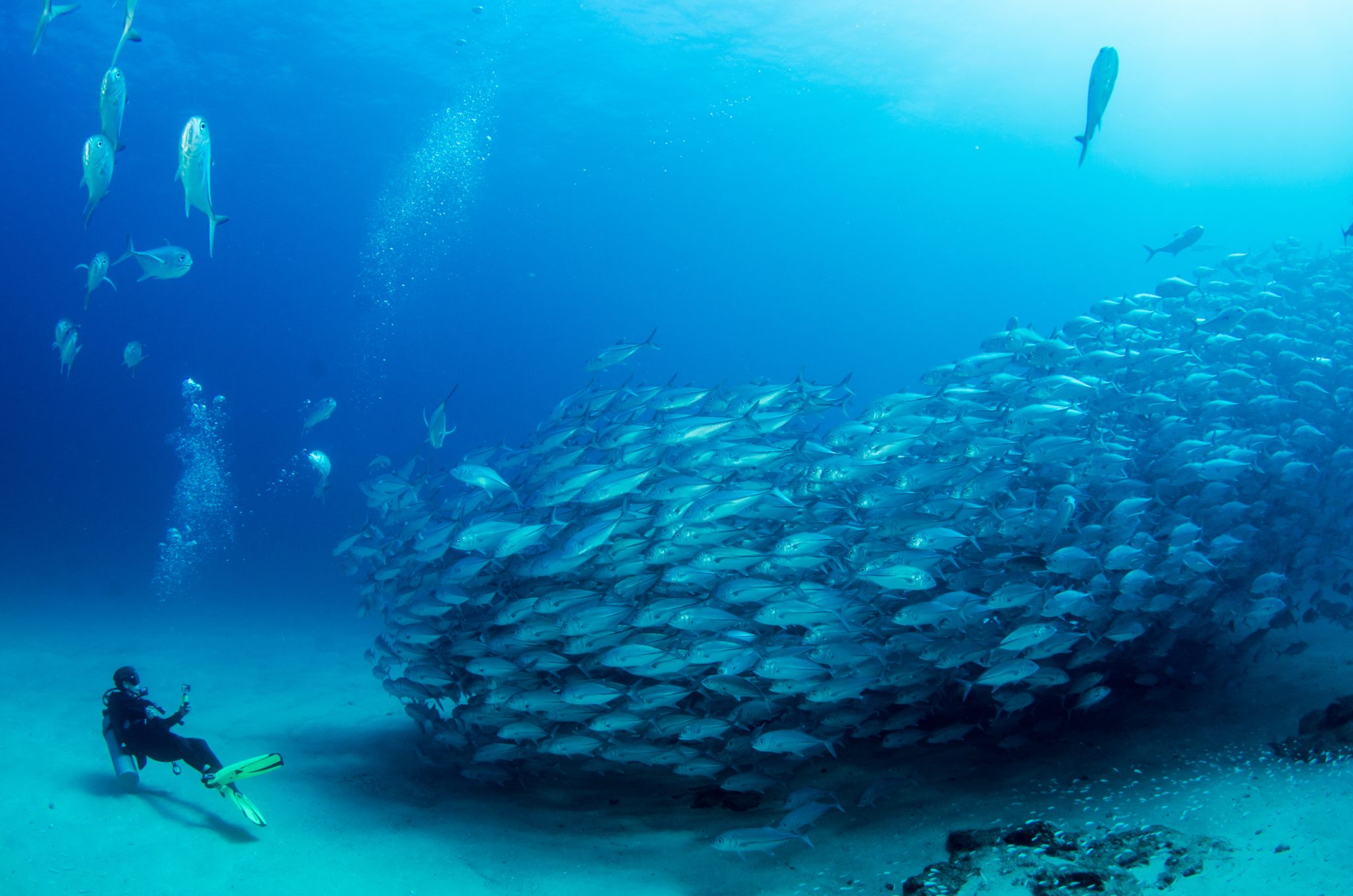 A school of jack fish swim over a sandy bottom while a scuba diver photographs them