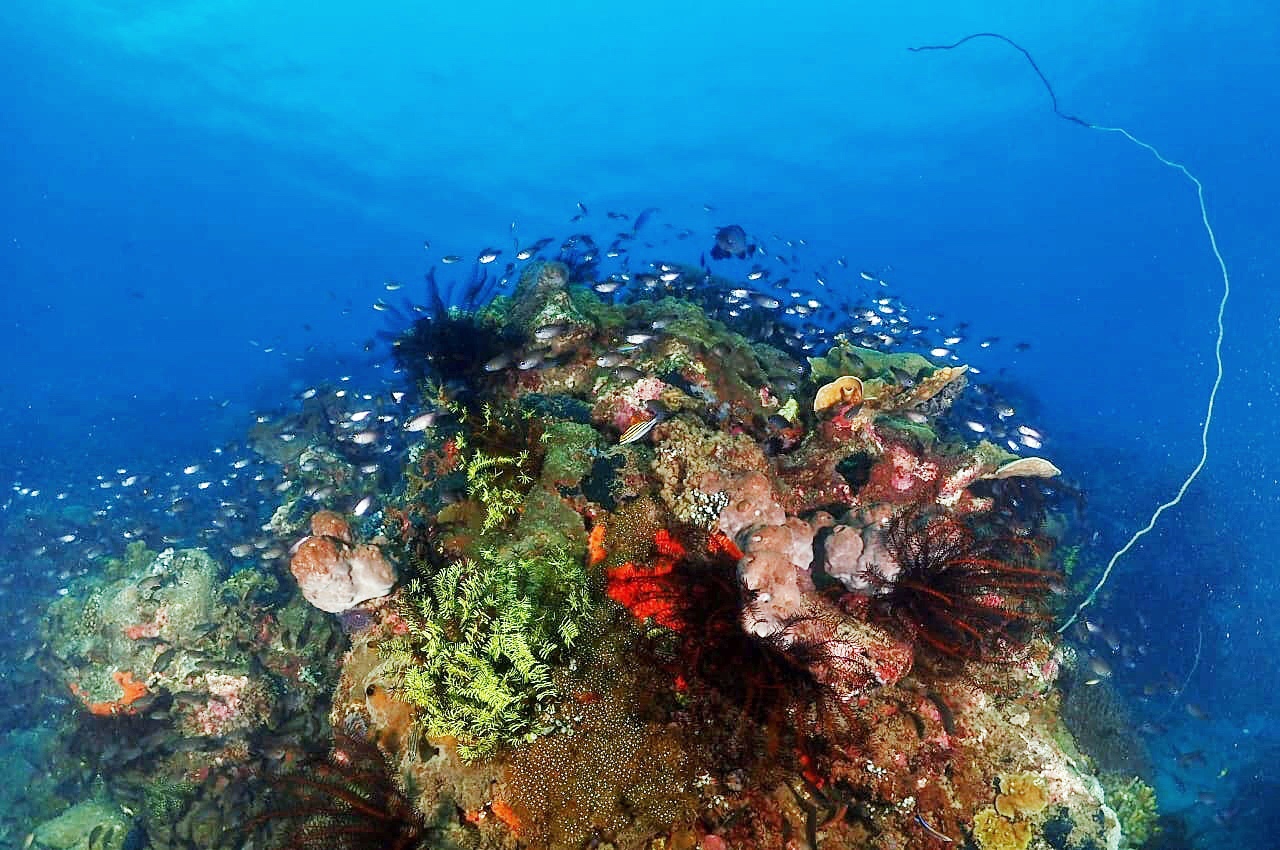 Diving Jakarta and Surabaya in Java, Indonesia