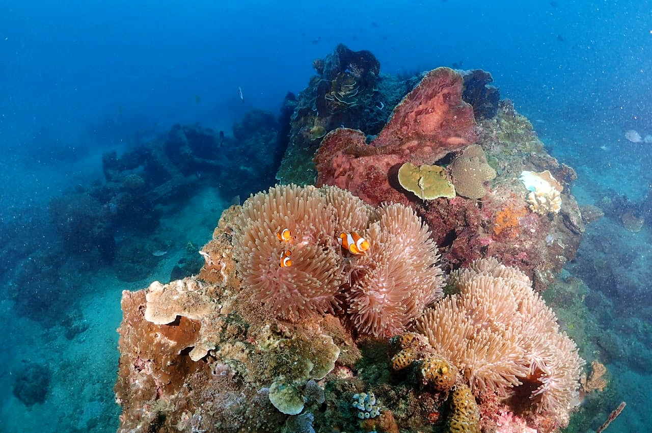 Java - Indonesia - Underwater - Coral - Reef - Scuba Diving