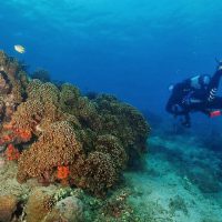 Java - Indonesia - Underwater - Coral - Reef - Scuba Diving
