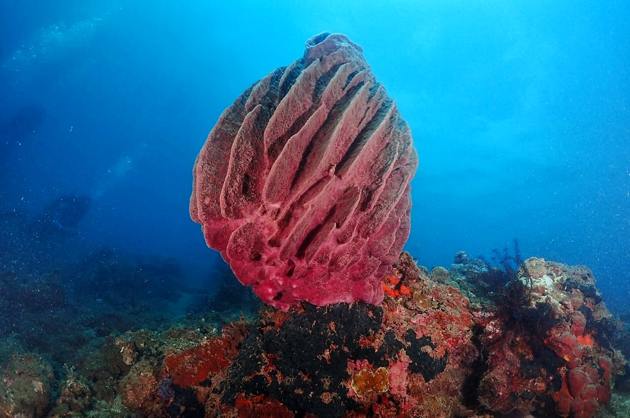 Diving Jakarta and Surabaya in Java, Indonesia