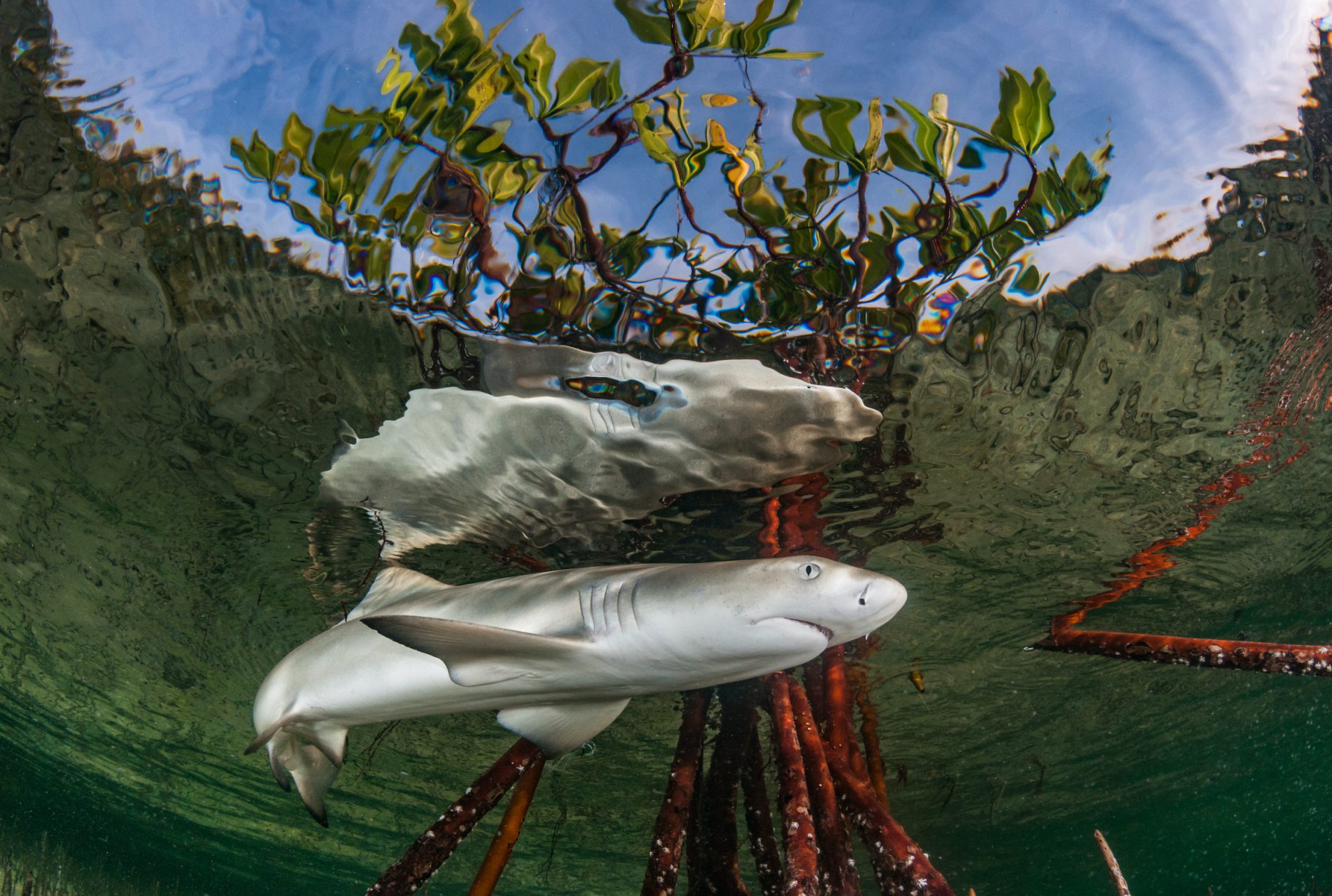 LemonShark_Mangroves_Shutterstock