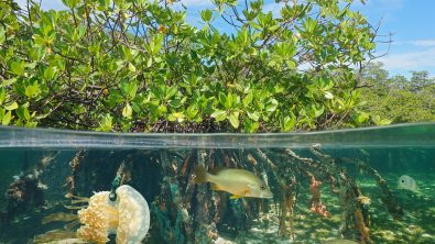Mangroves_Shutterstock