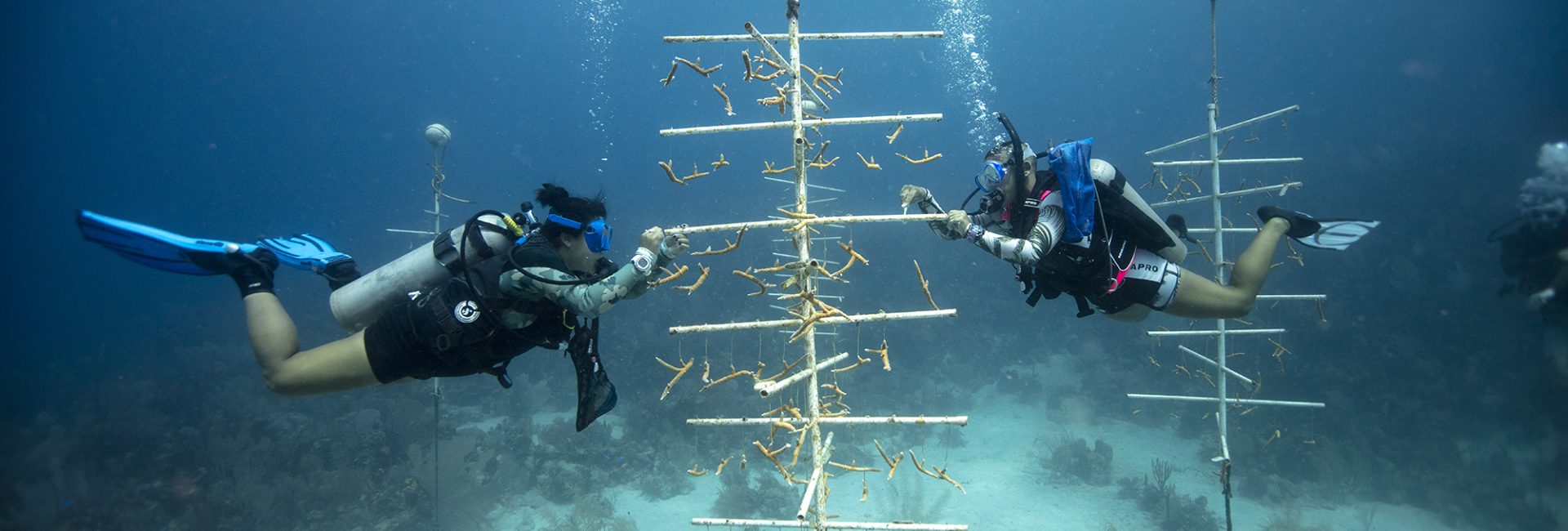 Torchbearers for the Ocean and the PADI AWARE Foundation
