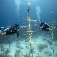 Utila - Honduras - Underwater - Coral Restoration