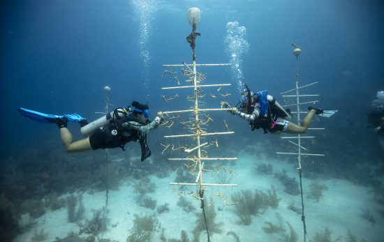 Utila - Honduras - Underwater - Coral Restoration