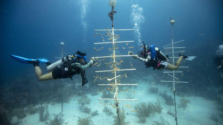 Utila - Honduras - Underwater - Coral Restoration