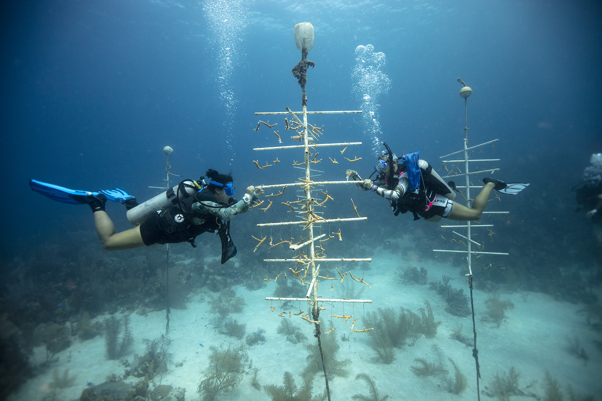 Utila - Honduras - Underwater - Coral Restoration