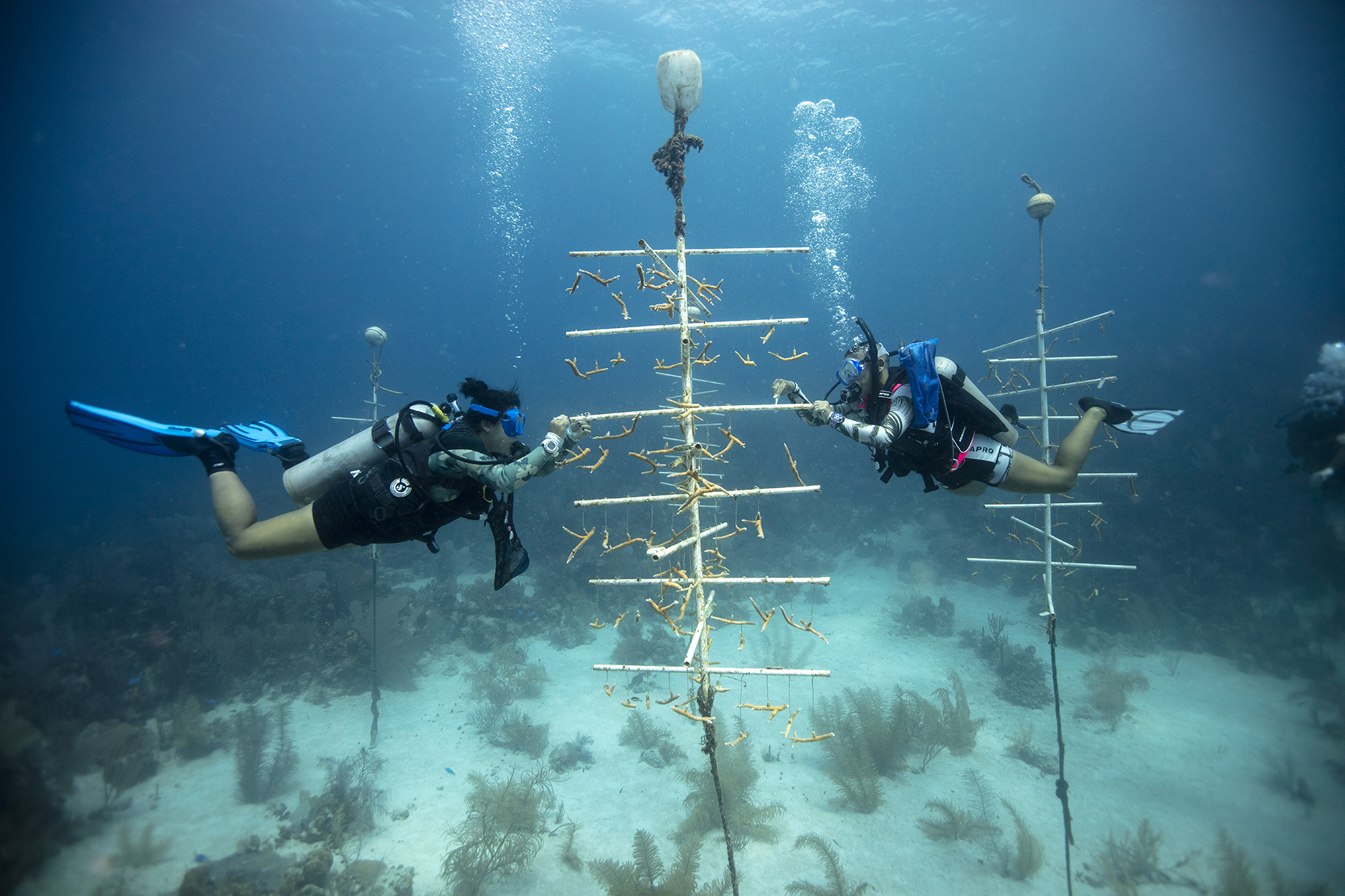 Utila - Honduras - Bajo el agua - Restauración de corales