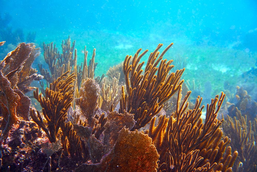 Yucatan - Mexico - Underwater - Coral Reef