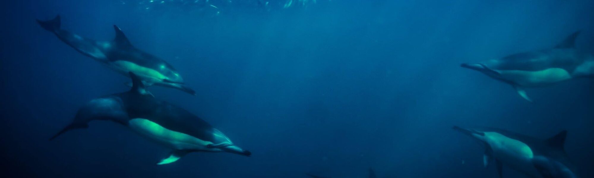 PADI AWARE: 打击海洋垃圾的主要合作伙伴