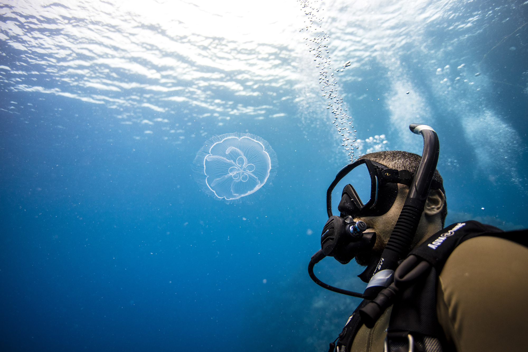 Subacqueo che osserva le meduse sott'acqua  