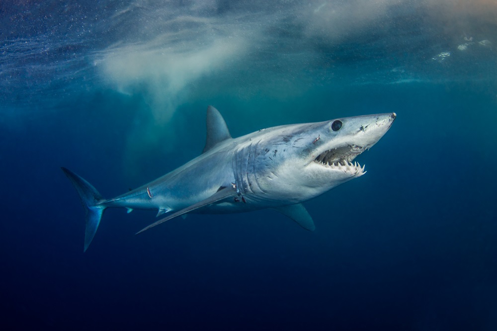 Shark Diving with Mako Sharks