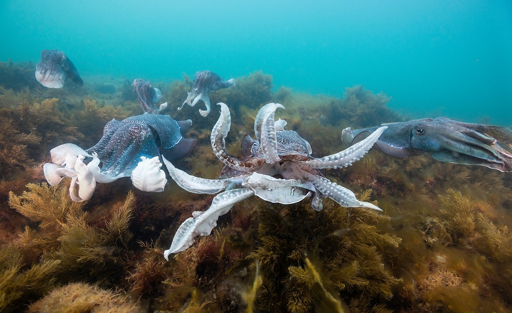 Giant cuttlefish mating with impressive colors and shapes, and which are popular Australian sea creatures to see during dives