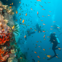 Scuba Diver - Underwater - Coral Reef - Ocean