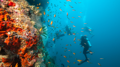 Scuba Diver - Underwater - Coral Reef - Ocean