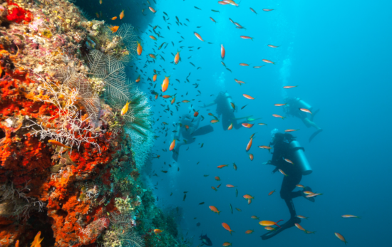 Scuba Diver - Underwater - Coral Reef - Ocean