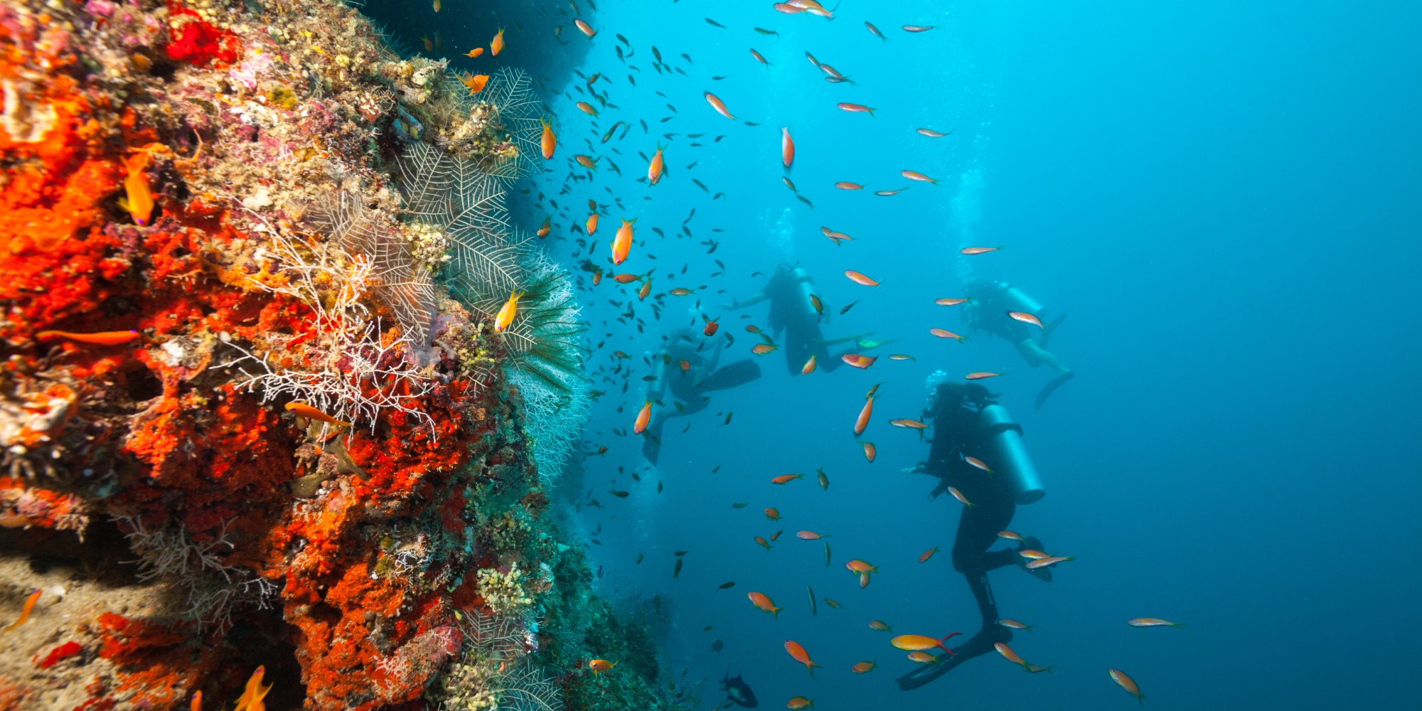 Scuba Diver - Underwater - Coral Reef - Ocean