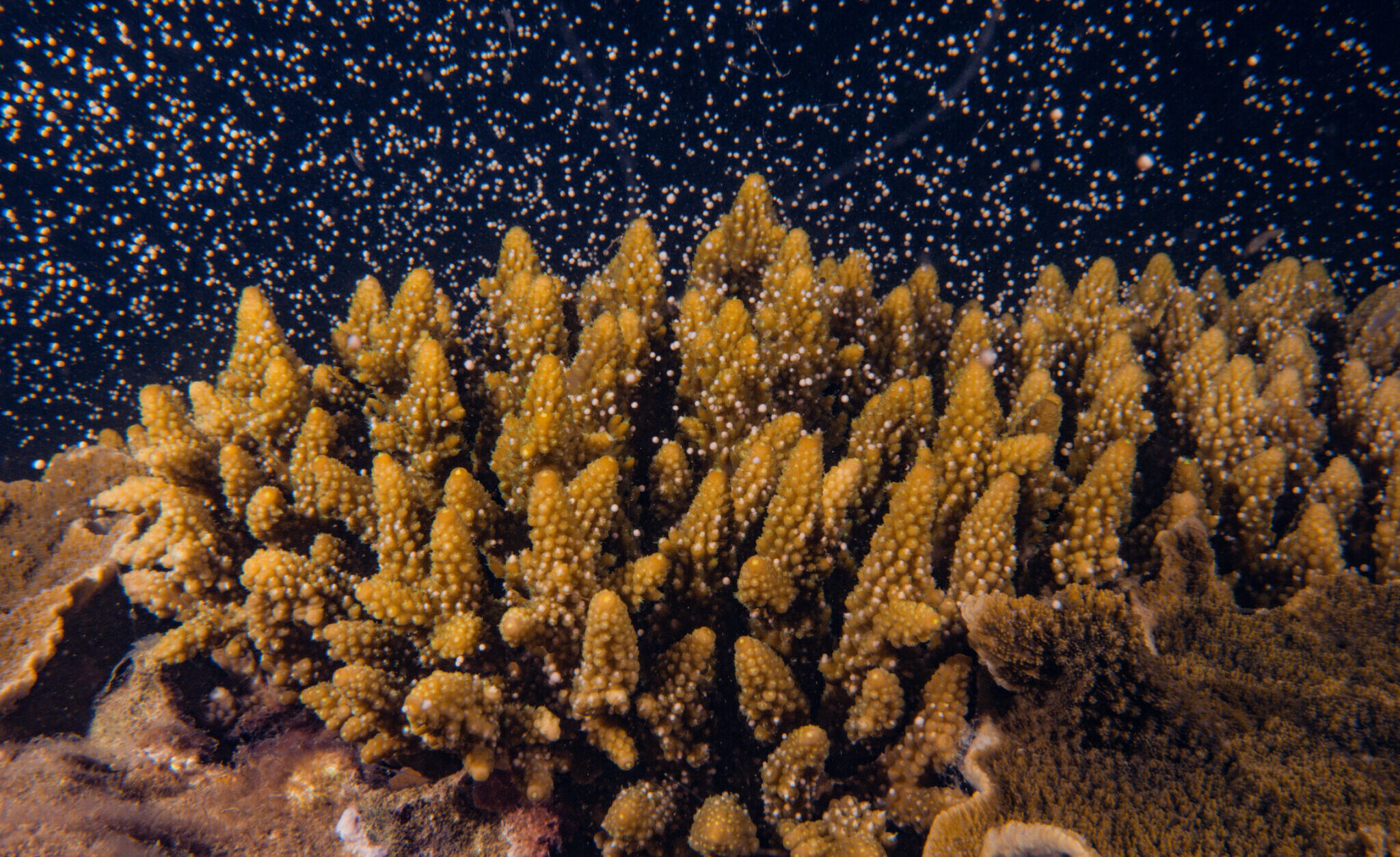 The annual mass coral spawning event - a natural marvel and a top reason to scuba dive in the Great Barrier Reef