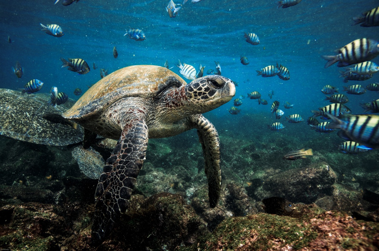 Uma tartaruga marinha fotografada embaixo d'água em Galápagos