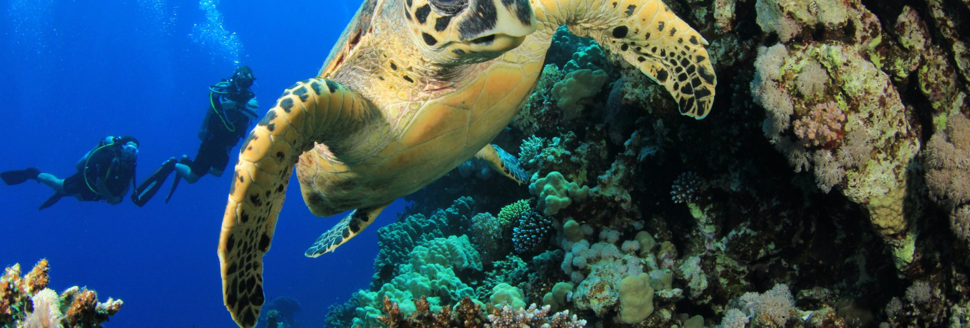 Meaningful Gap Year Ideas for Ocean Lovers and Environmentalists