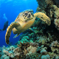 Hawksbill Sea Turtle and Scuba Divers on coral reef in ocean
