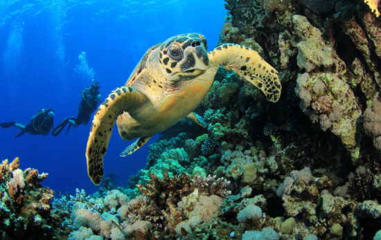 Hawksbill Sea Turtle and Scuba Divers on coral reef in ocean