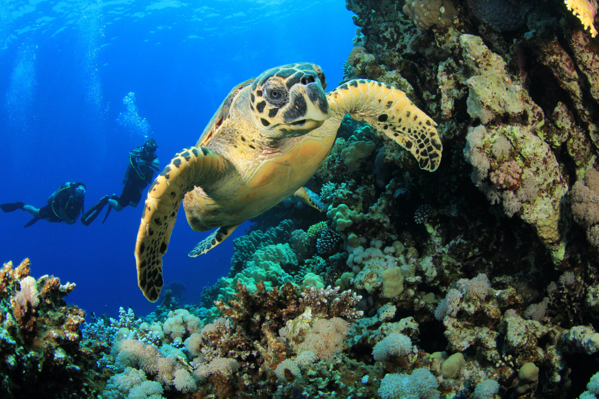 Hawksbill Sea Turtle and Scuba Divers on coral reef in ocean