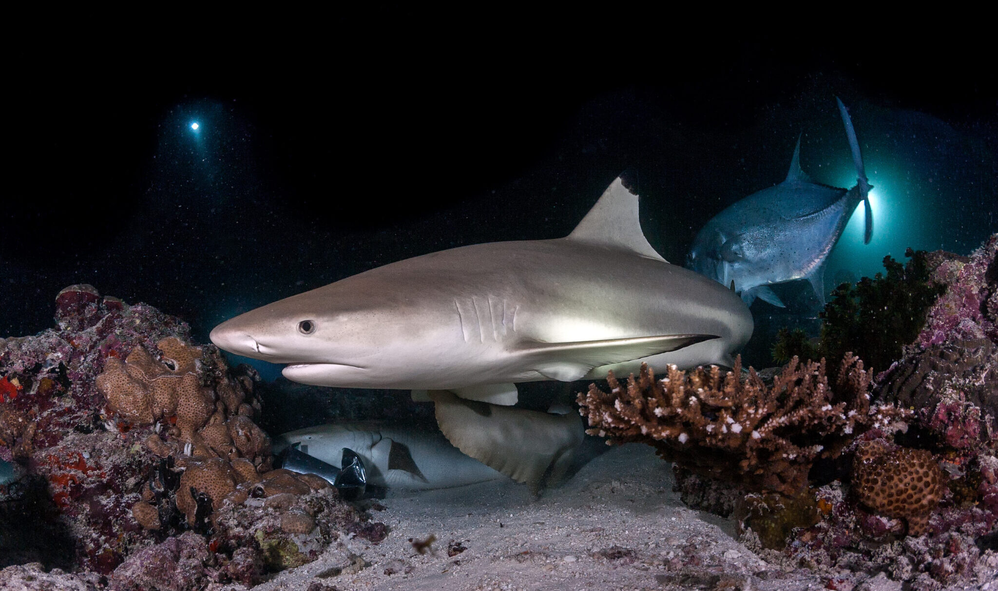 Scuba divers watch blacktip reef sharks while they hunt during a night dive in the Maldives, a top shark diving destination