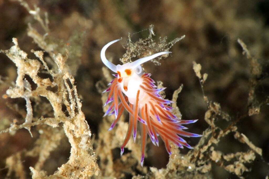 Nudibranch, St-Raphael French Riviera