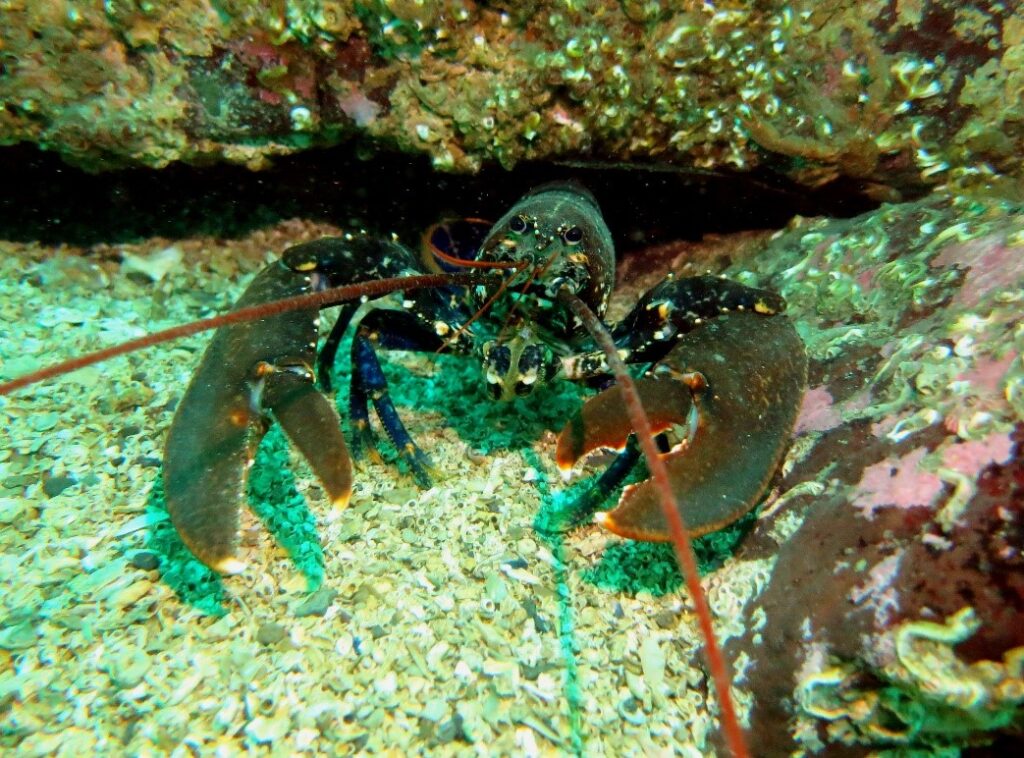 Places to Dive in France - Brittany