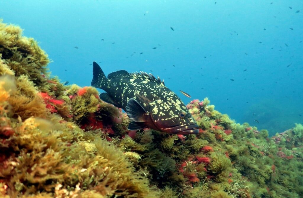 Places to Dive in France - French Riviera