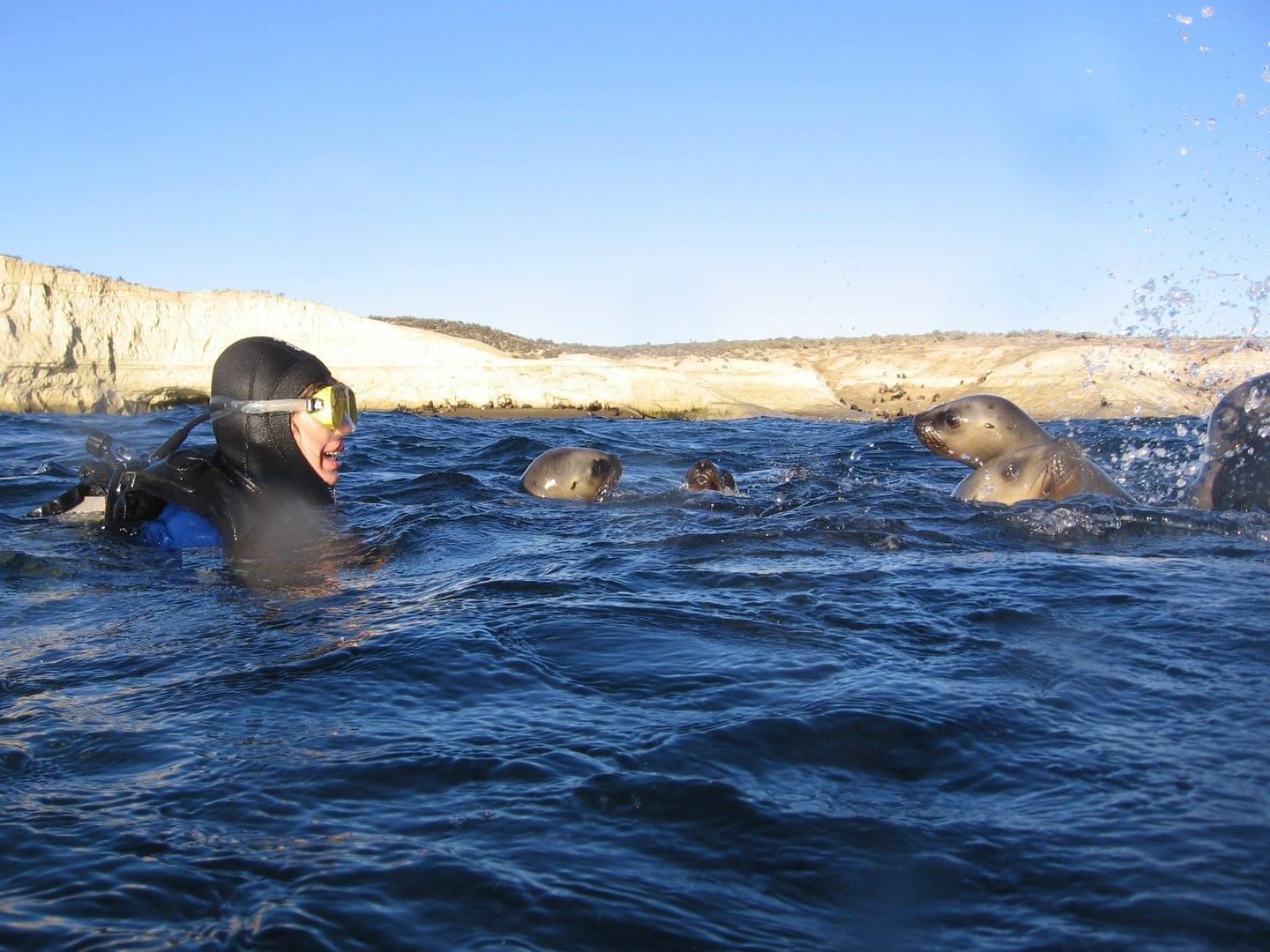 Un plongeur plonge avec des lions de mer sur l'un des sites de plongée les plus uniques d'Argentine.