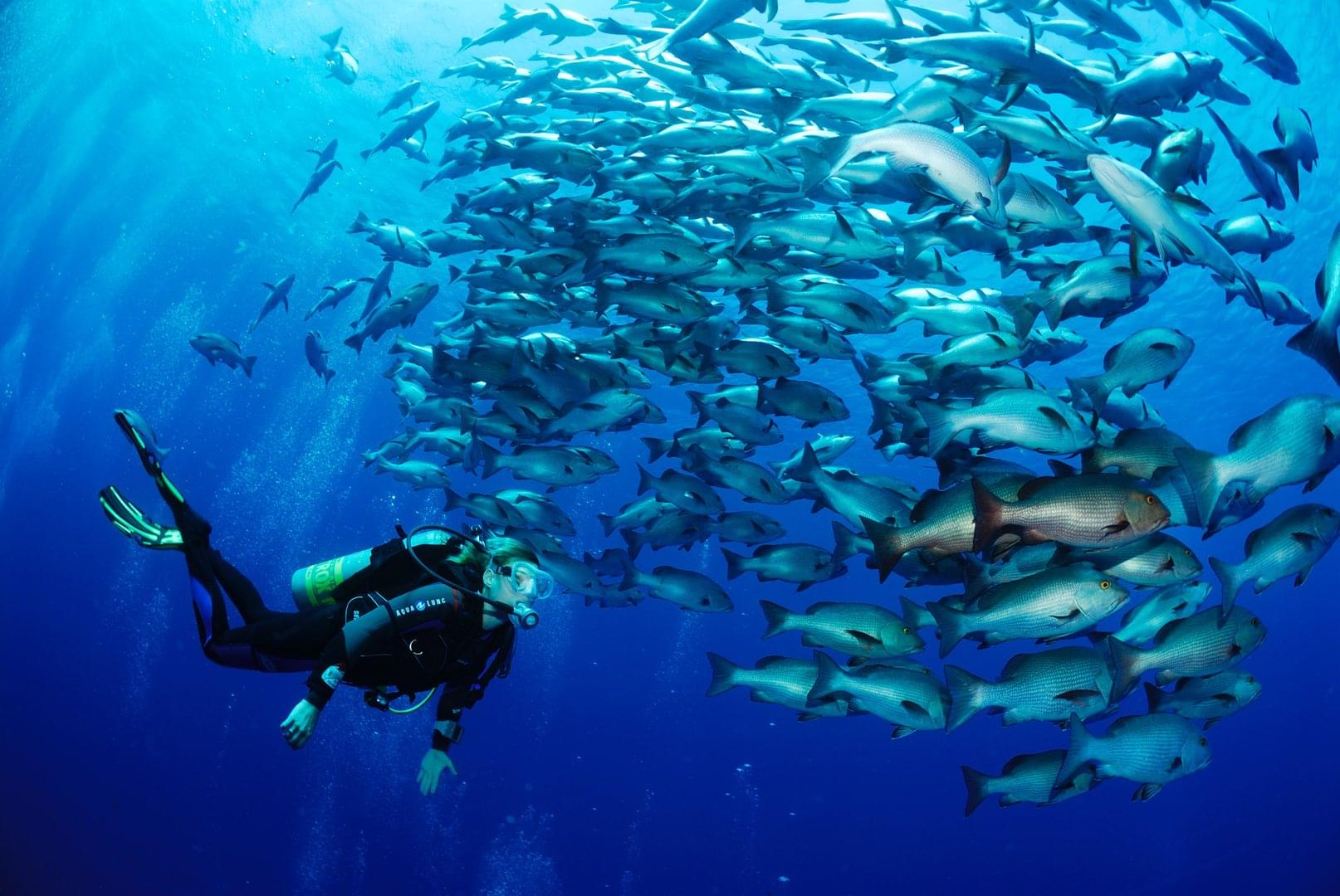 Um mergulhador nada ao lado de um cardume de peixes no Egito