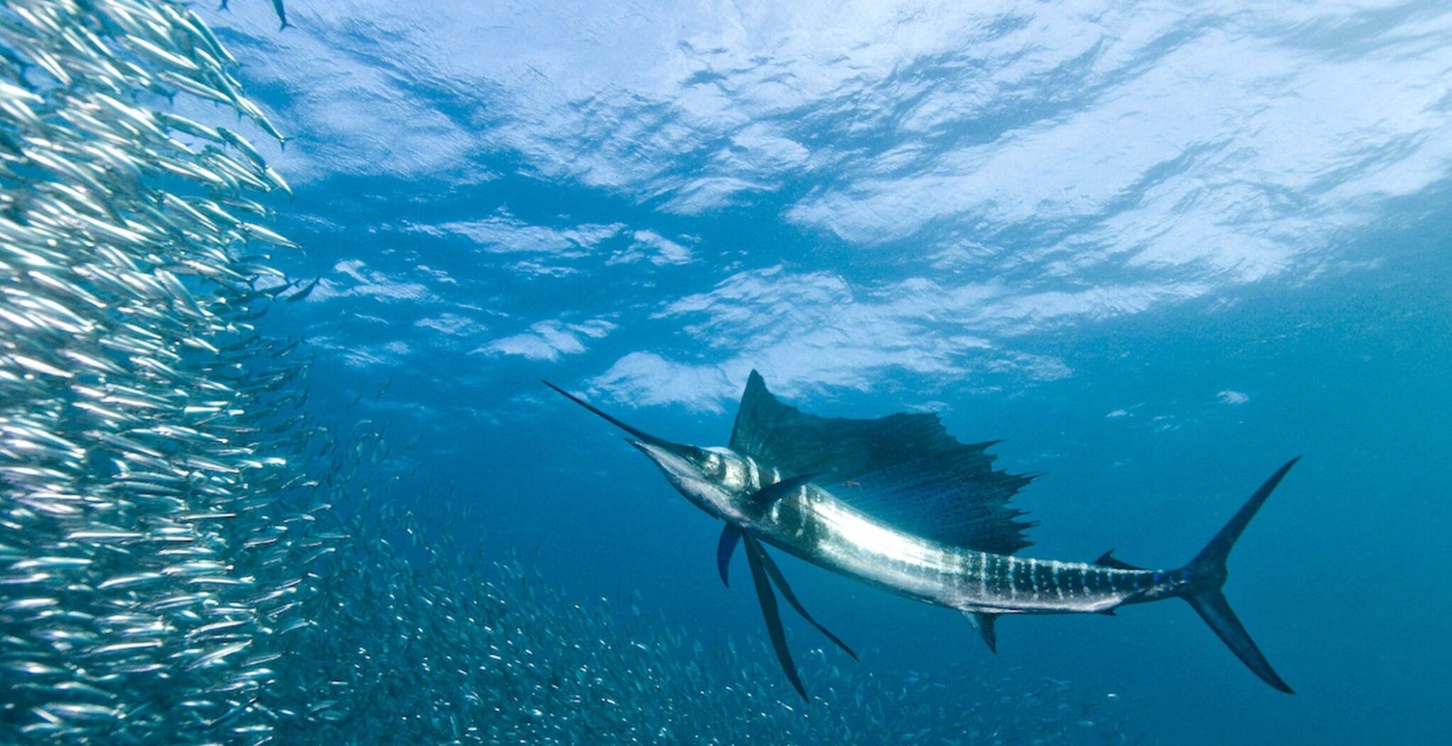 um sailfish fotografado embaixo d'água na África do Sul