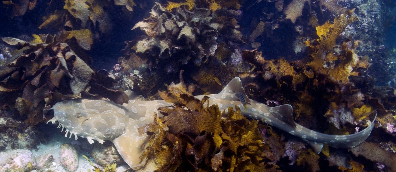 Diving in New South Wales, Australia: A Region-by-Region Guide